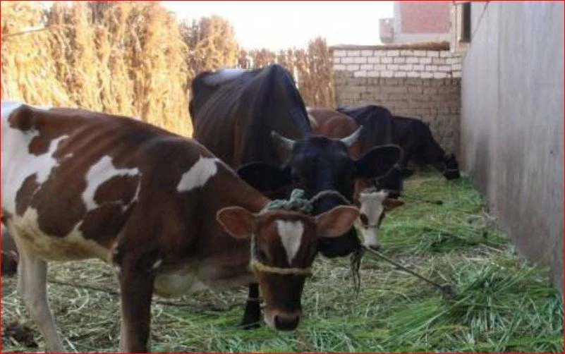 سعر الاضحية 