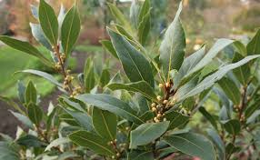 ورق الغار فوائد عظيمة يجهلها الكثيرين مواصفات إستخدام ورق الغار