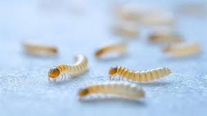 خطورة الدودة الحلزونية اكله اللحوم الحيه بعد اعلان أمريكا ظهور اول حاله مرضيه